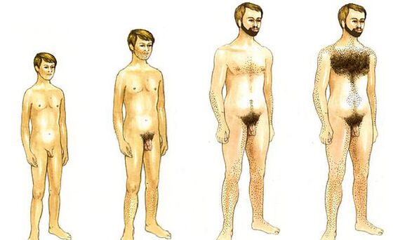creșterea unui bărbat și dimensiunea penisului