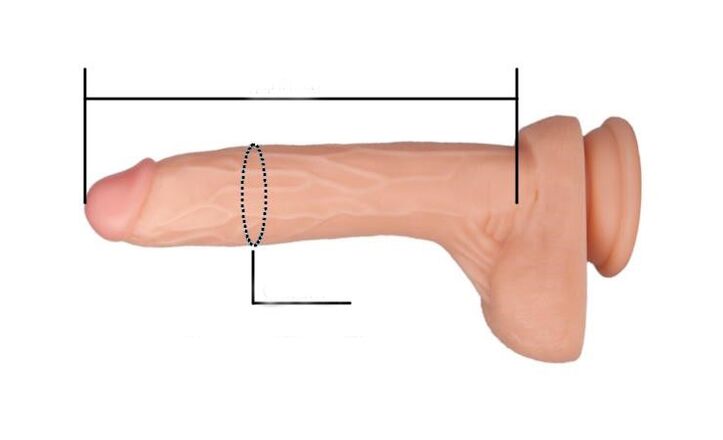 cum se măsoară dimensiunea penisului