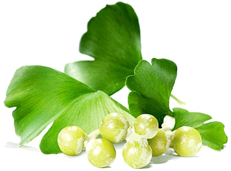 Frunzele de ginkgo biloba îmbunătățesc circulația sângelui în țesuturile penisului