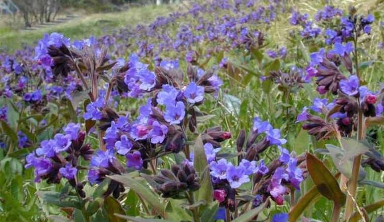 Lungwort pentru prepararea unei infuzii care favorizează mărirea penisului